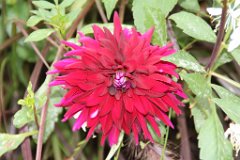6 jardin Eveque (4)